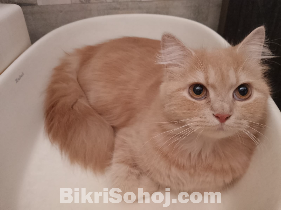 Persian Cat
